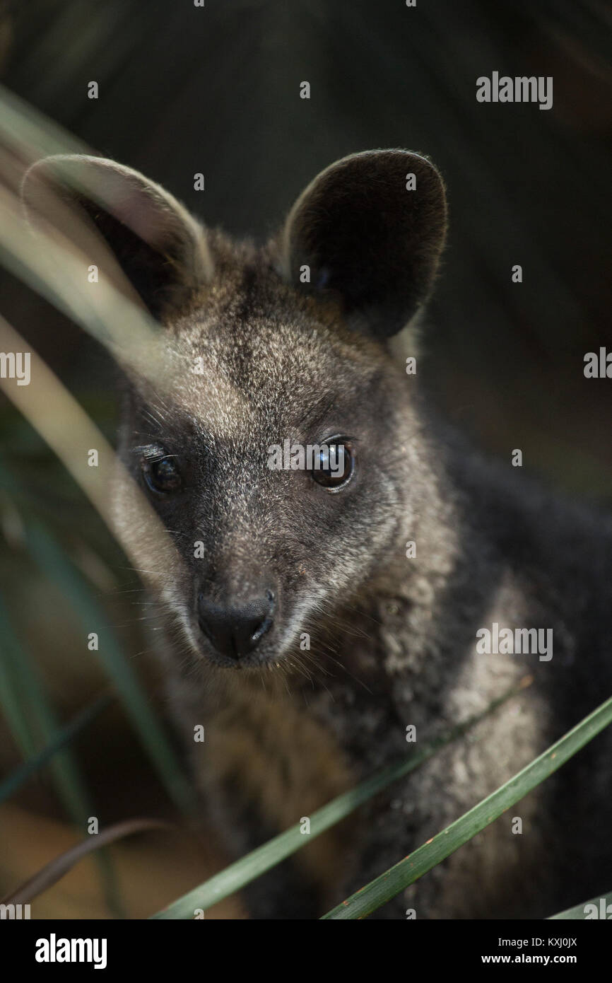Close-up of a wallaby by a plant, Bermagui, New South Wales, Australia Stock Photo