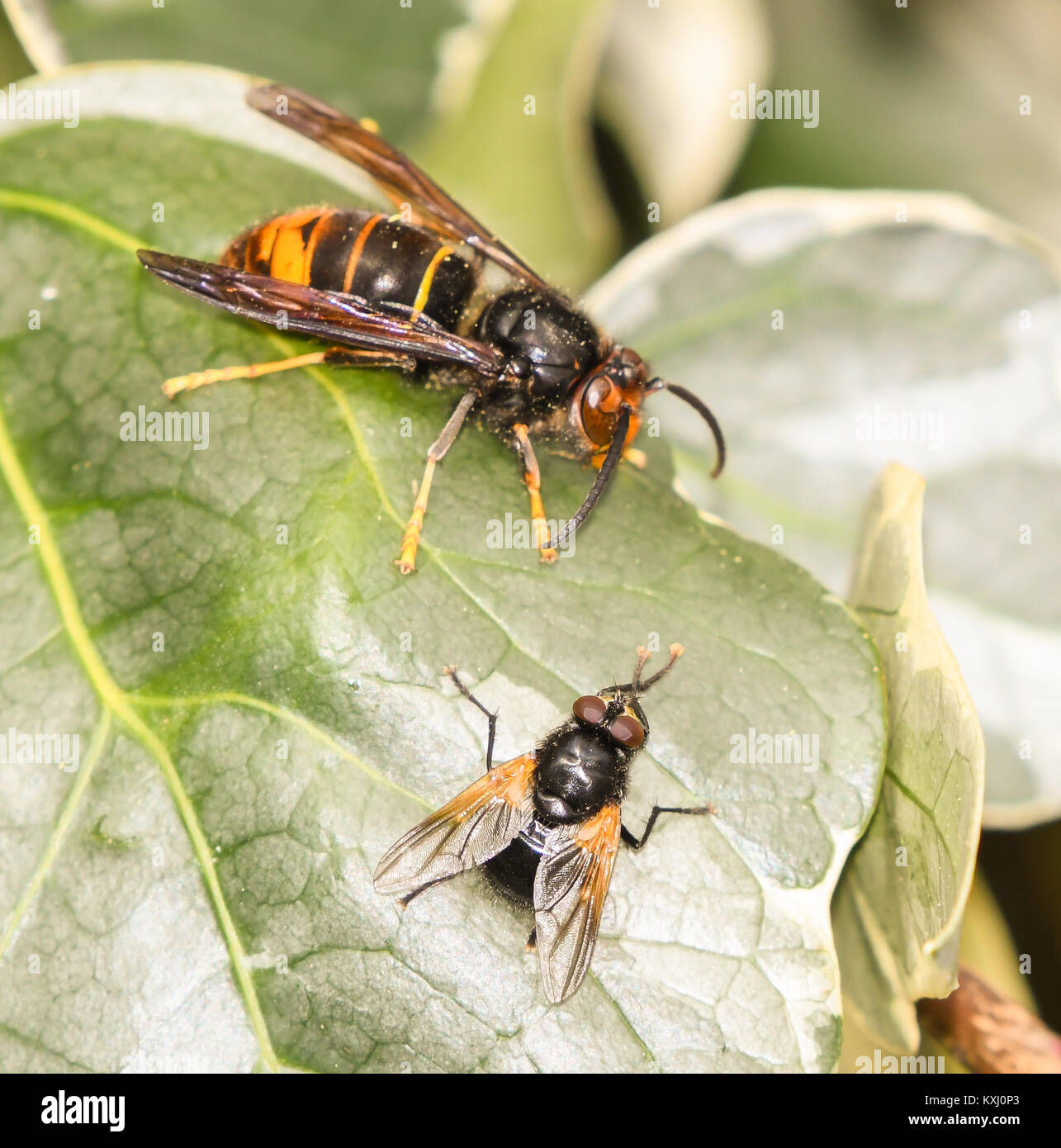 Asian wasp next to fly perched on an ivy leaf Stock Photo