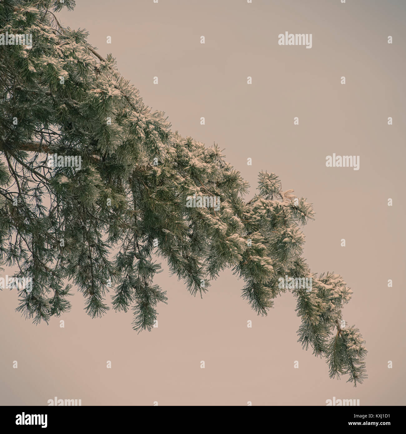branch of pine covered with snow on a blurred background. Winter season ...