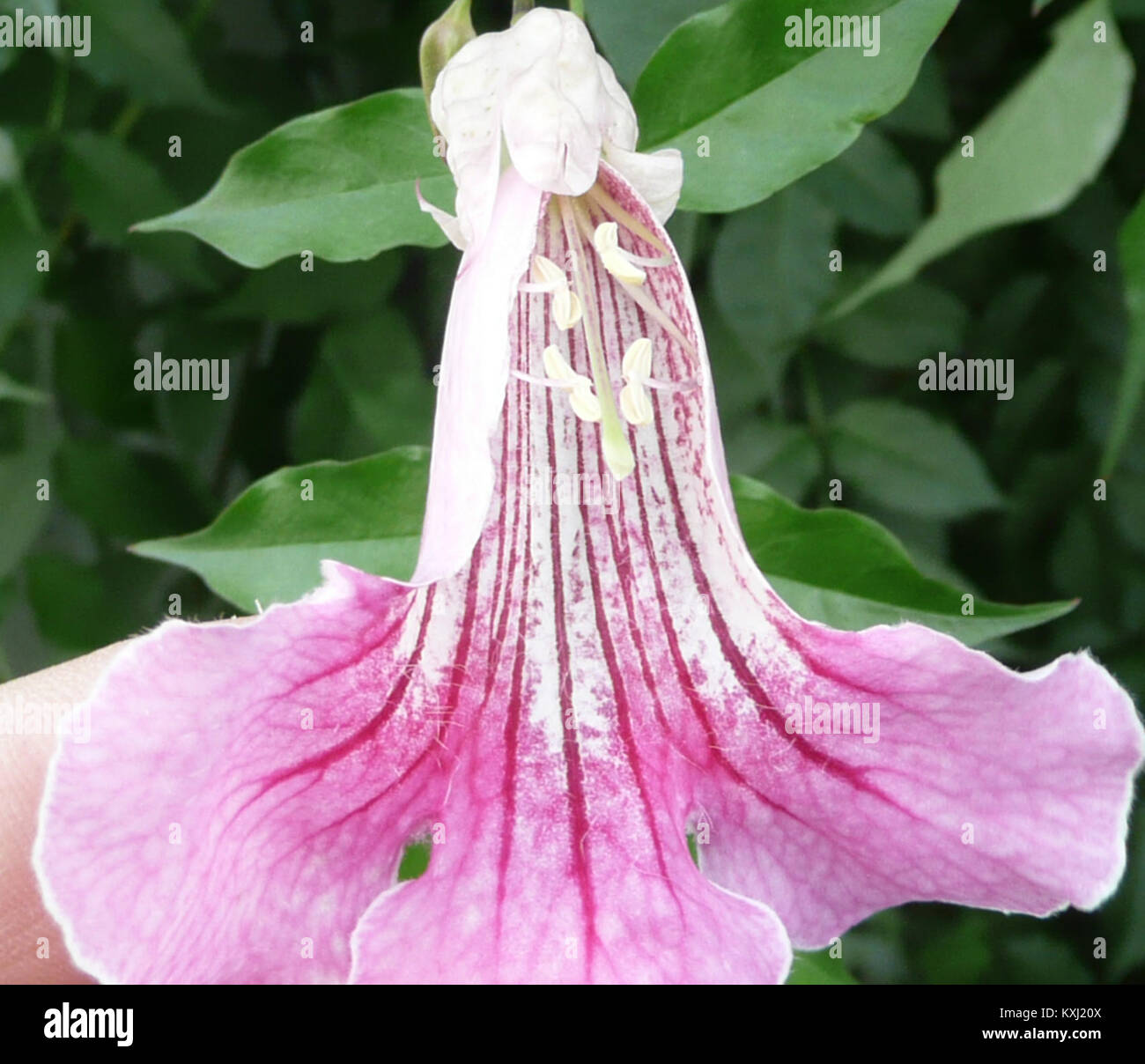 Planta en planta hi-res stock photography and images - Alamy