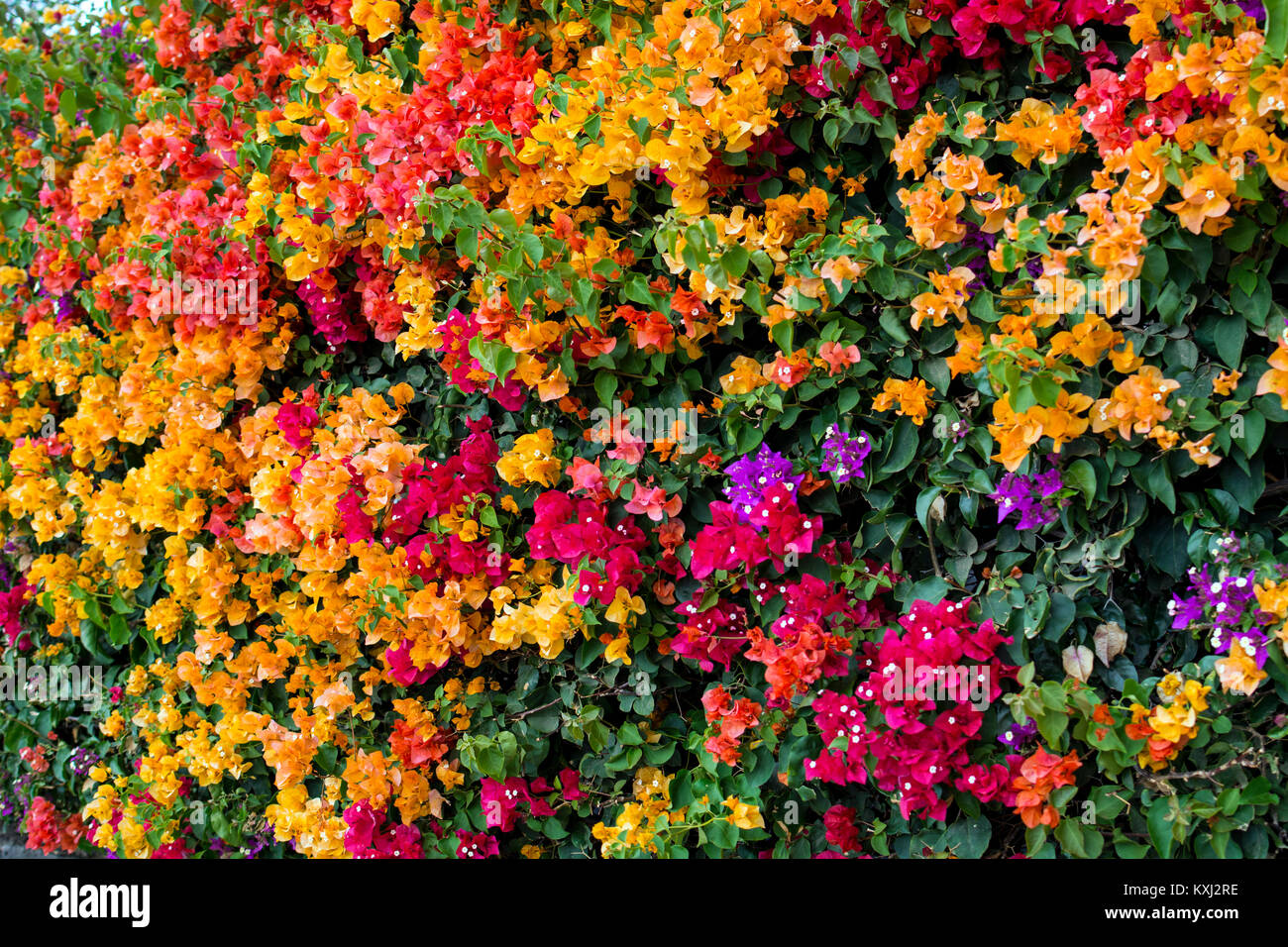 Bougainvillea flowers, Lanzarote, Canary Islands, Spain. Stock Photo