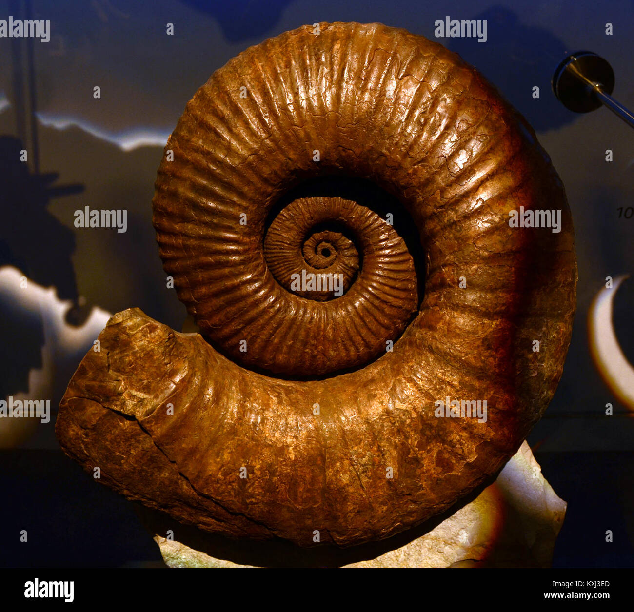 Australiceras jackii アンモナイト 化石 Australiceras hi-res stock photography and images - Alamy