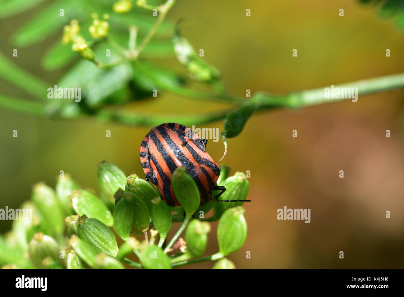 A photograph depicting spiders, insects, and forest flowers in Moulière ...