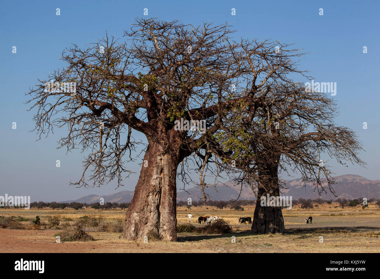 Bao Bab in Idifu, Dodoma, Tanzania. Stock Photo