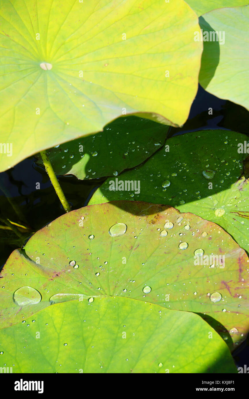 High angle view of lotus water lily leaves Stock Photo - Alamy