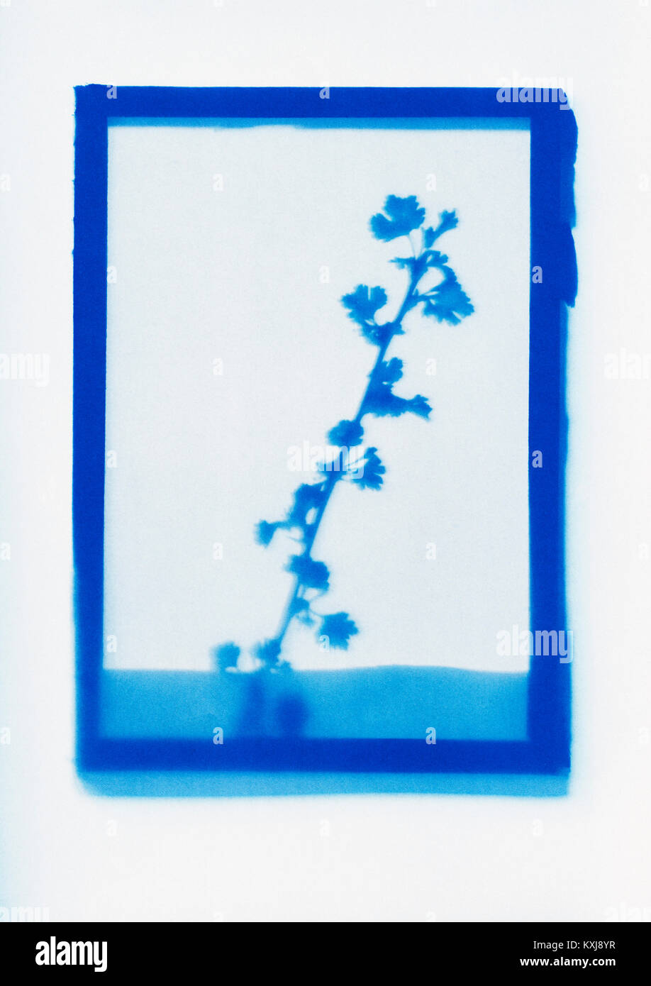 Inverse photogenic drawing of Common Hawthorn plant specimen Stock Photo