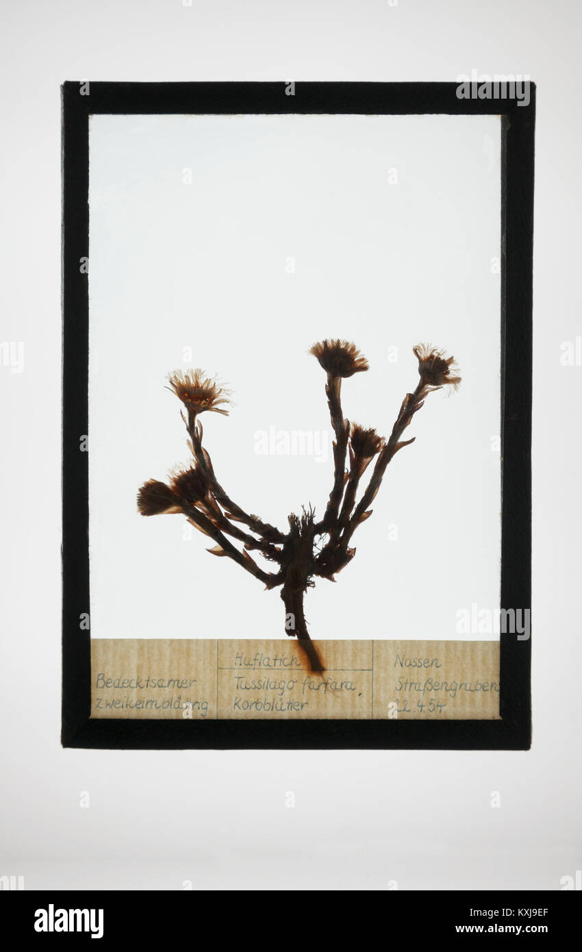 Reproduction of Coltsfoot plant specimen Stock Photo