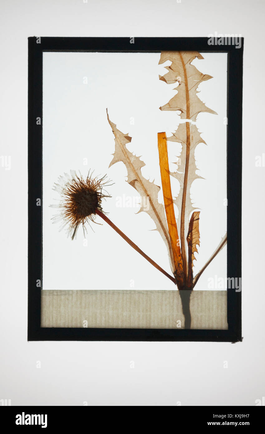 Reproduction of Common Dandelion plant specimen Stock Photo Alamy