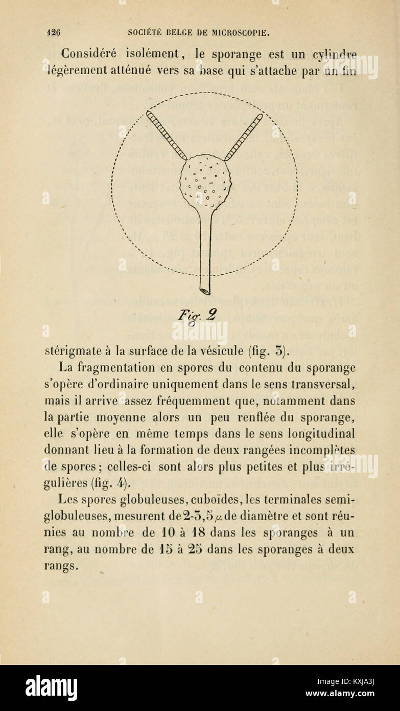 Annales de la Société belge de microscopie (Page 126) BHL2944462 Stock Photo