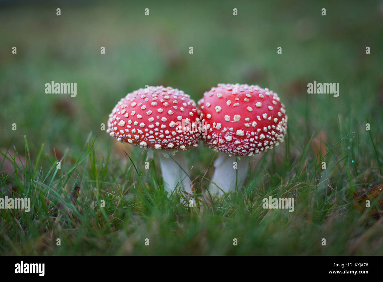 Close-up of fly agaric mushrooms growing on grassy field Stock Photo