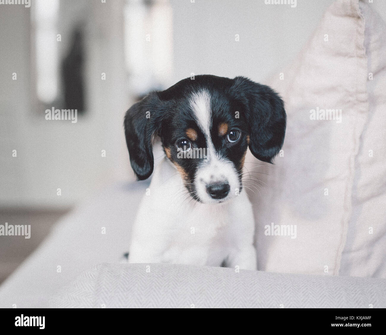 Portrait of dog sitting on white sofa at home Stock Photo - Alamy