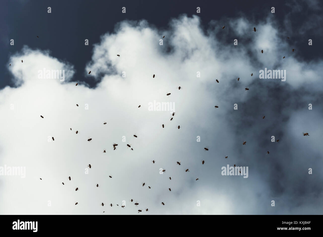 Sky Insect Sky insects hi-res stock photography and images - Alamy