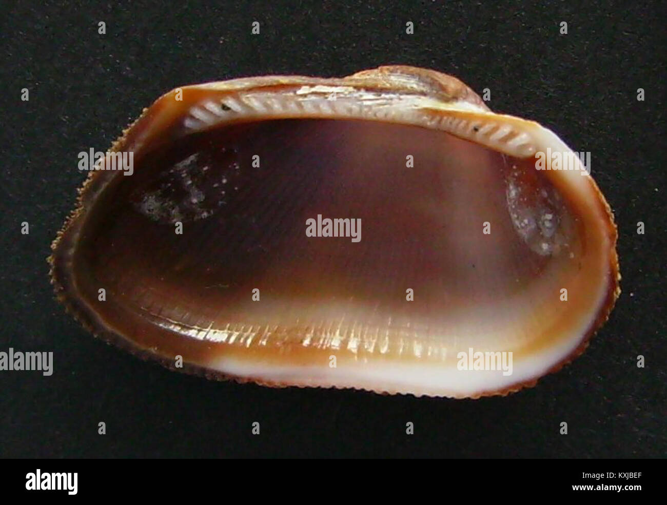 Barbatia novaezelandiae (inside) Stock Photo