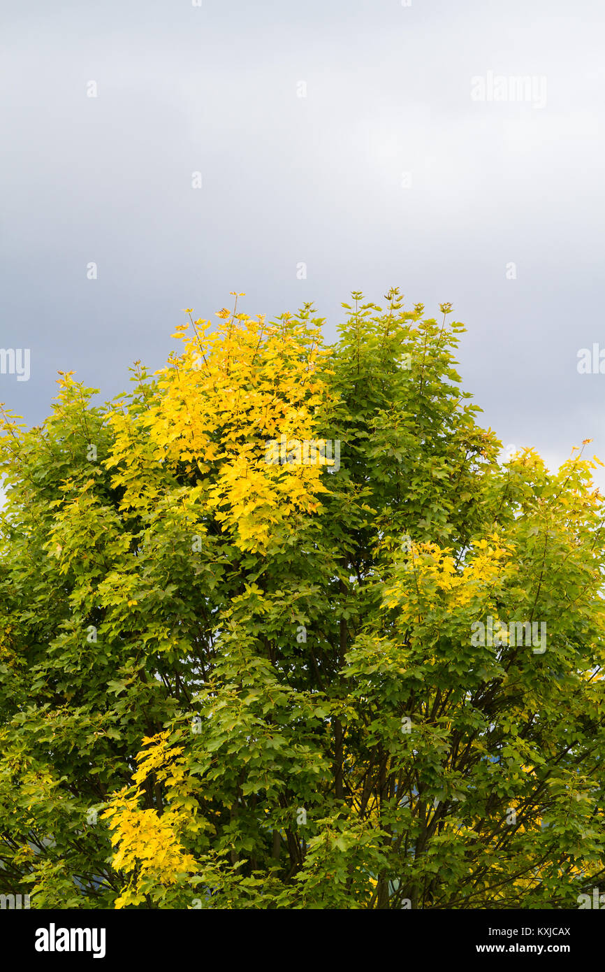 leichte Laubfärbung Ahorn im Herbst Stock Photo