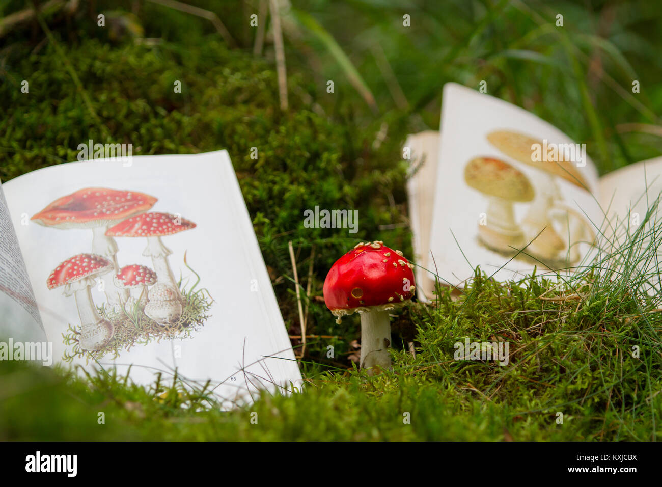 bestimmen von Pilzen mit Pilzbuch Stock Photo