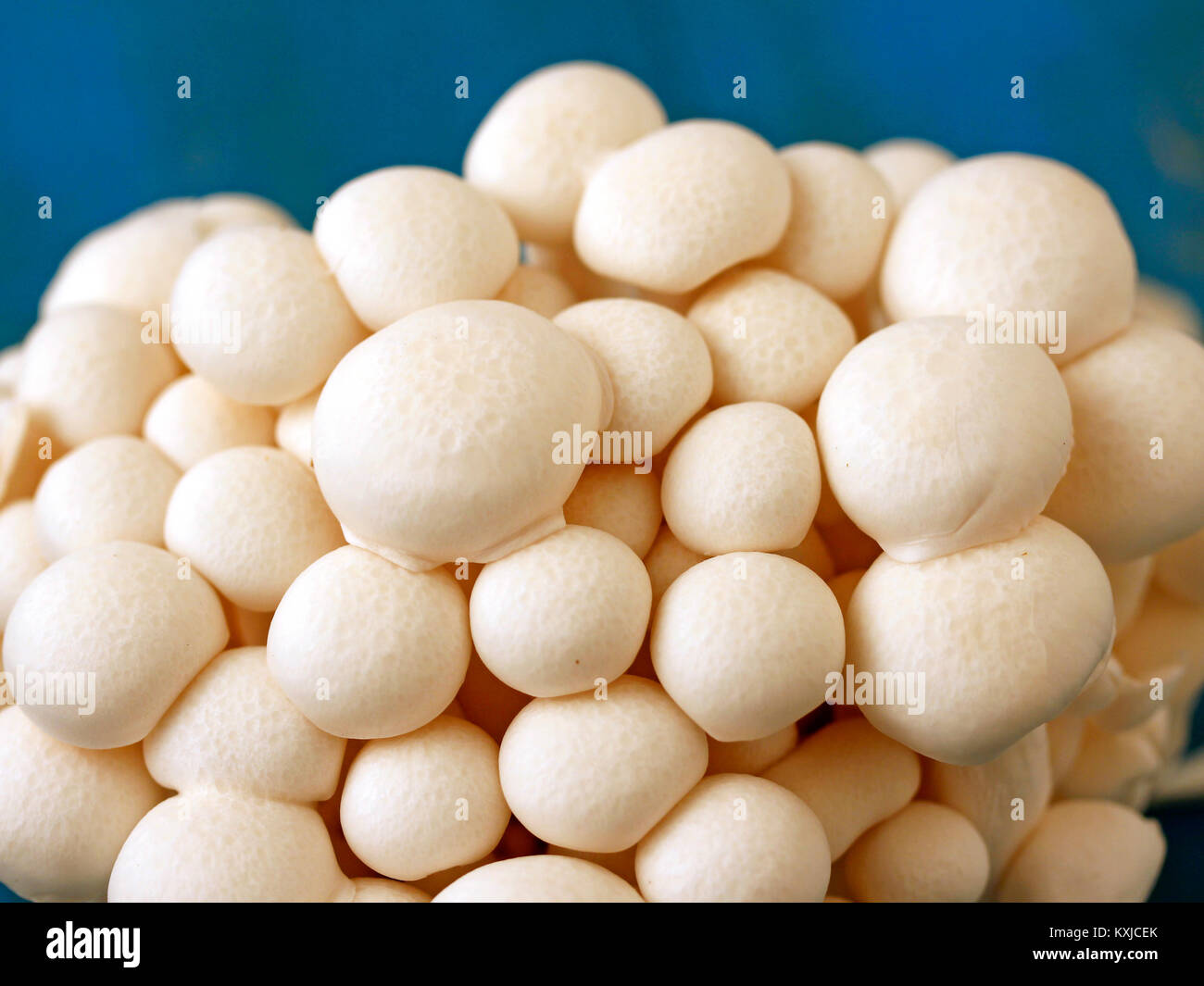 Shimeji, Chinese mushrooms. Lyophyllum shimeji Stock Photo Alamy