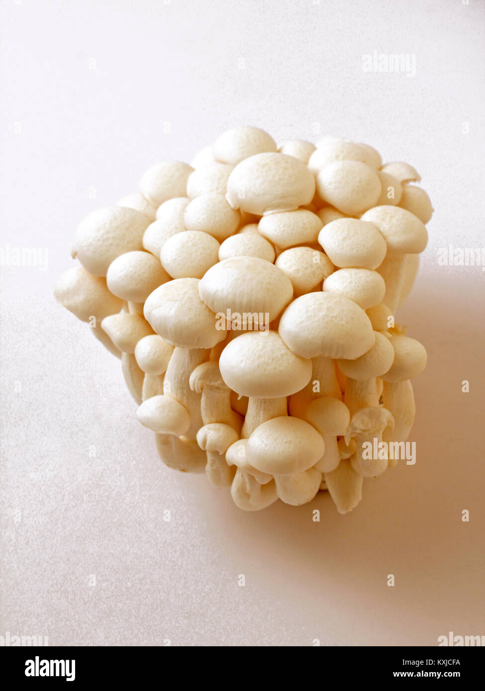 Shimeji, Chinese mushrooms. Lyophyllum shimeji Stock Photo Alamy