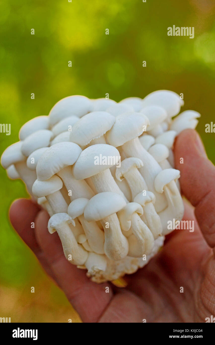 Shimeji, Chinese mushrooms. Lyophyllum shimeji Stock Photo Alamy