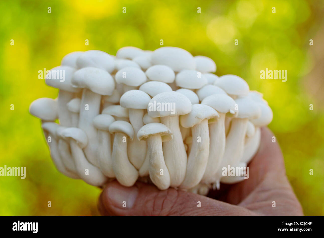 Shimeji, Chinese mushrooms. Lyophyllum shimeji Stock Photo Alamy
