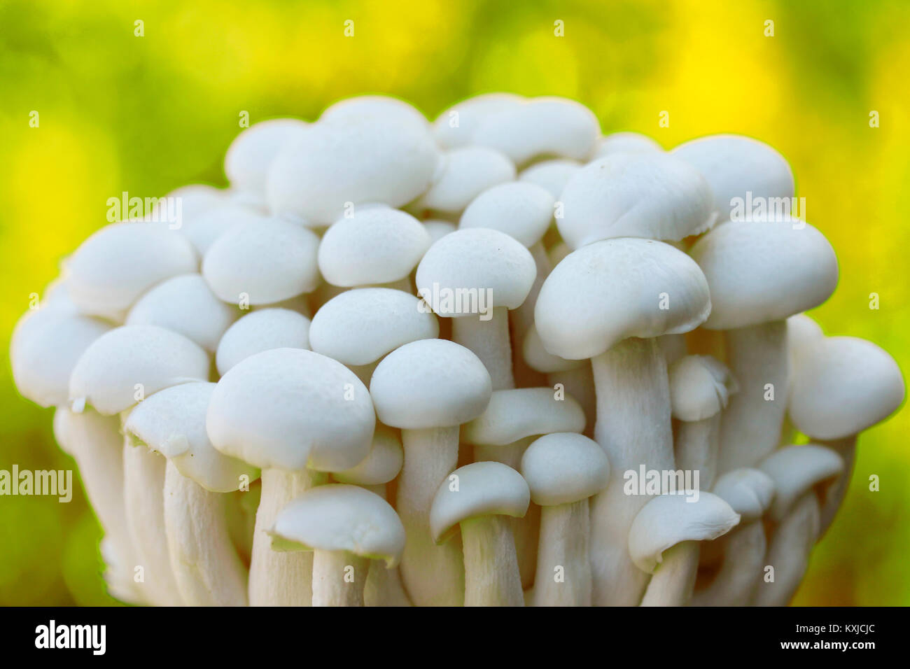 Shimeji, Chinese mushrooms. Lyophyllum shimeji Stock Photo Alamy