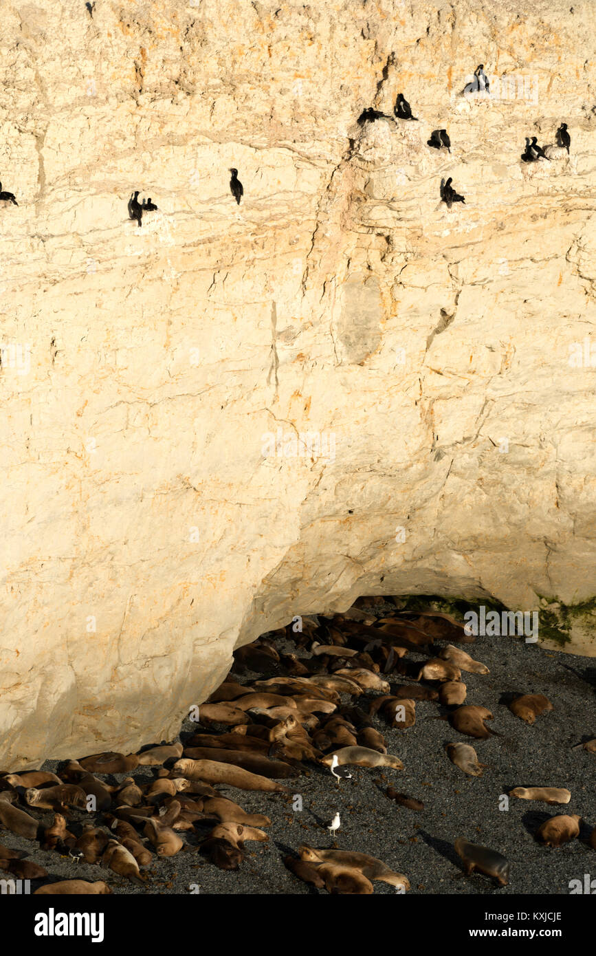 sea lions on a beach near cliffs in natural environment, Patagonia, Argentina Stock Photo