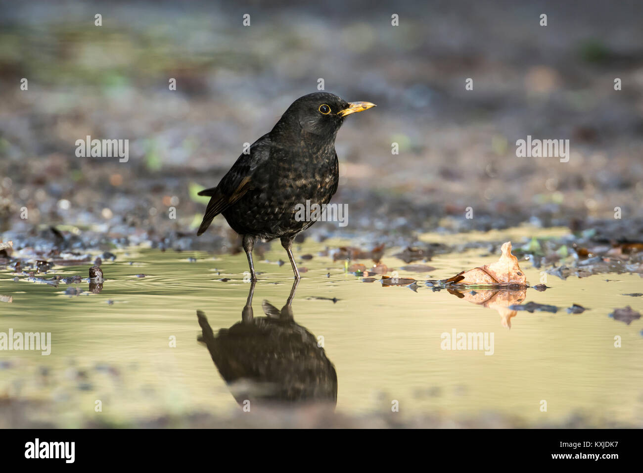Young male blackbird (Turdus merula) in a puddle. The bird is moulting into adult plumage. Stock Photo
