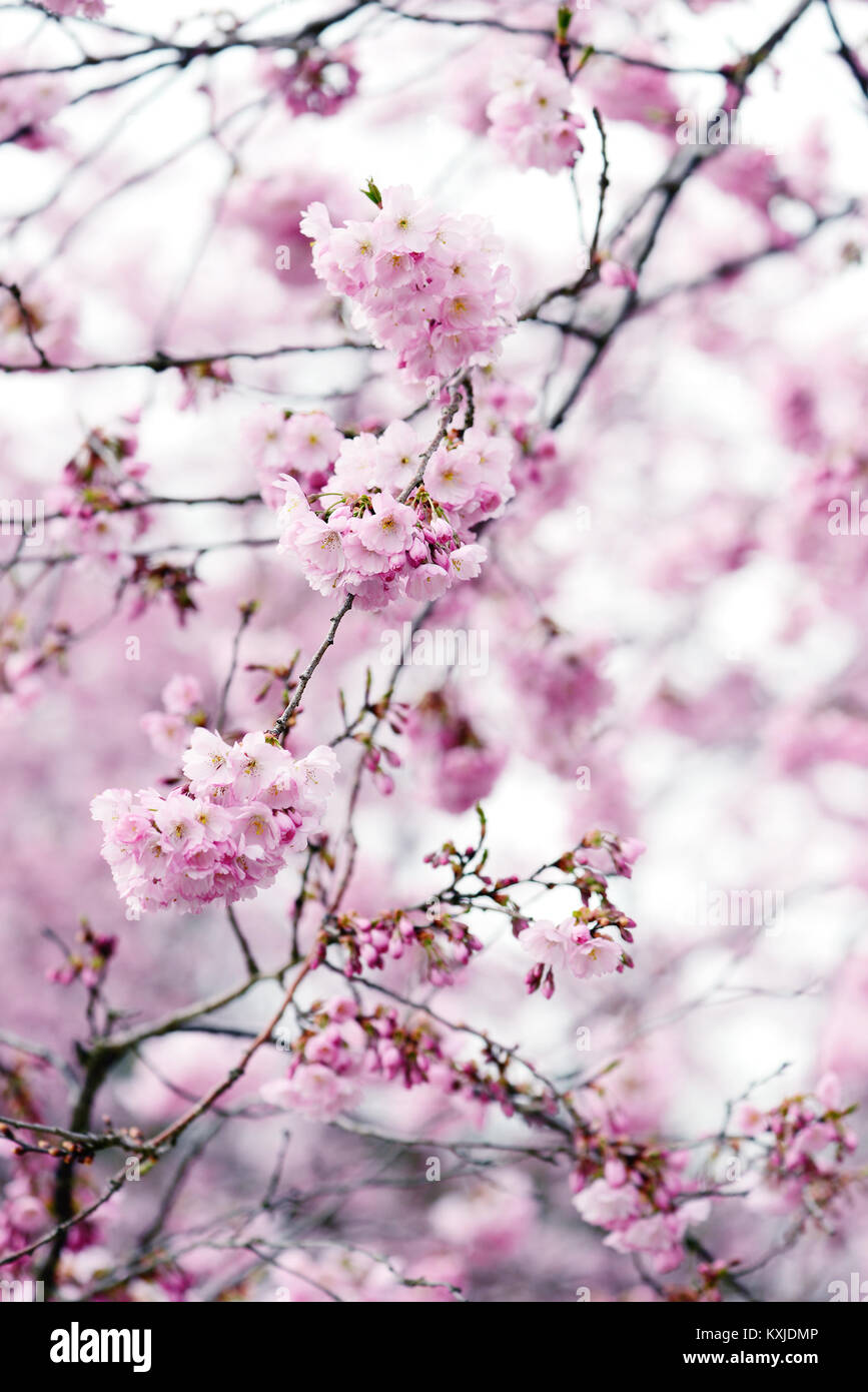 pink cherry tree blossom in springtime Stock Photo - Alamy