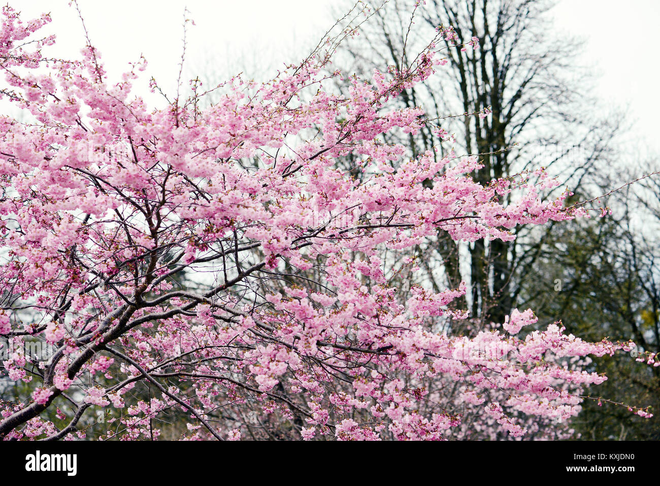 pink cherry tree blossom in springtime Stock Photo - Alamy