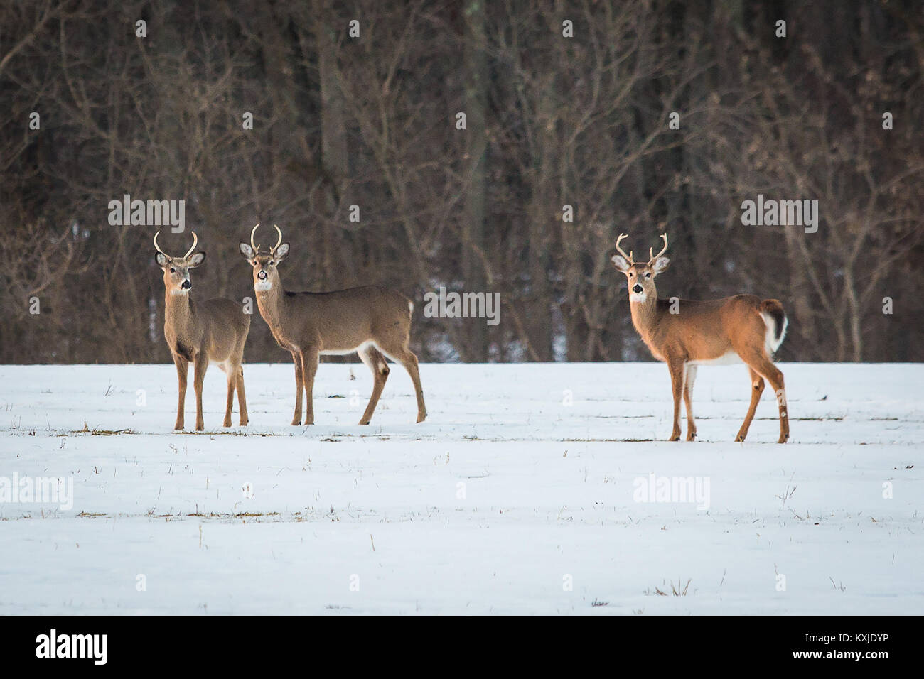 Group of young deer in the forest in winter Stock Photo - Alamy