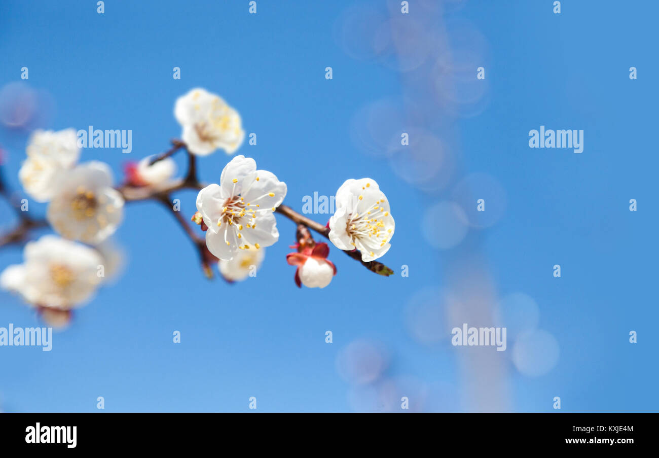 Cherry tree flowers with blue sky. Blured concept Stock Photo - Alamy