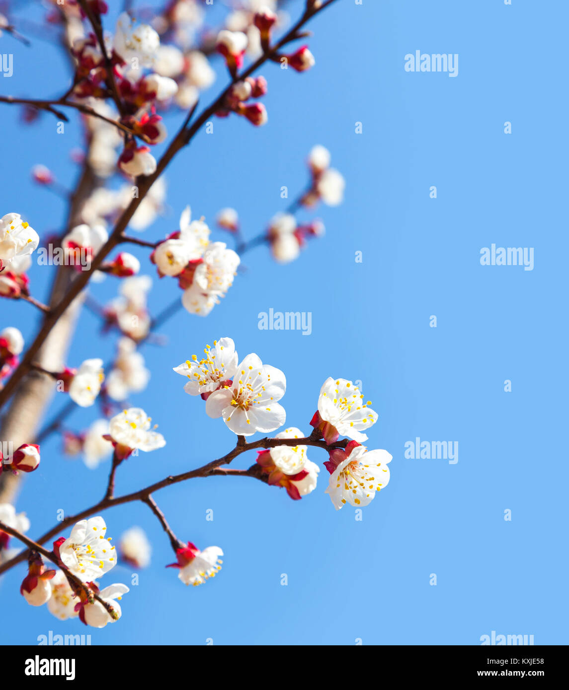 Cherry tree flowers with blue sky. Blured concept Stock Photo - Alamy