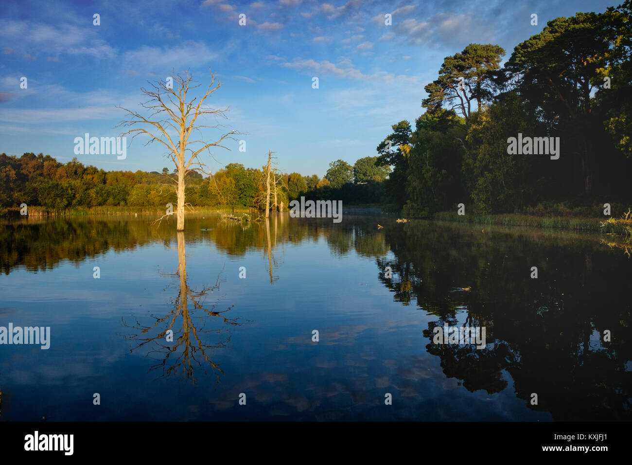 Surreal landscape at Clumber Park, Nottinghamshire. Dead tree in lake. Stock Photo