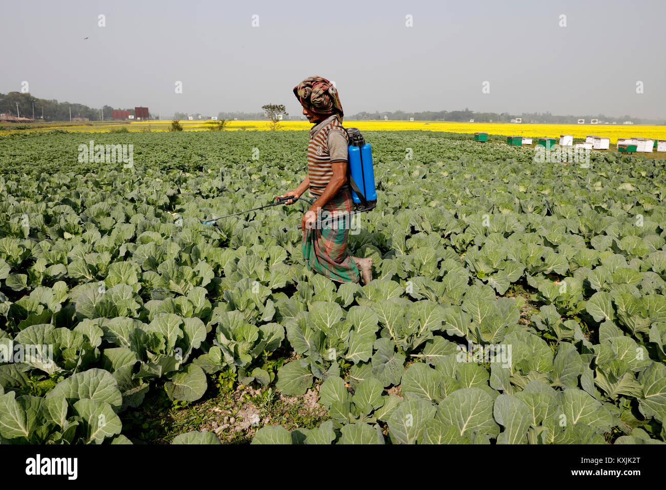 Bangladeshi farmer hi-res stock photography and images - Alamy