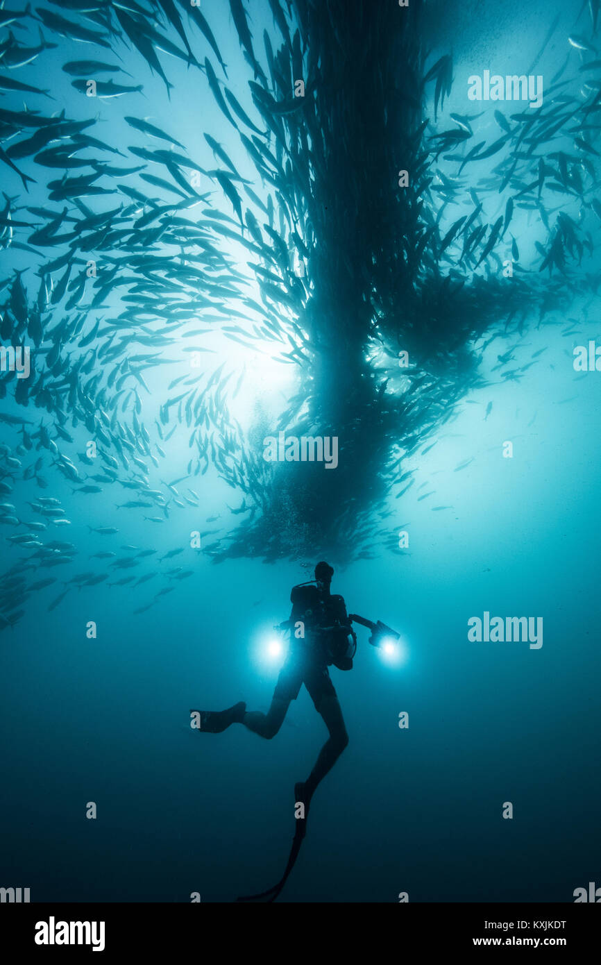 Underwater view of scuba diver diving below shoaling jack fish in blue sea, Baja California, Mexico Stock Photo