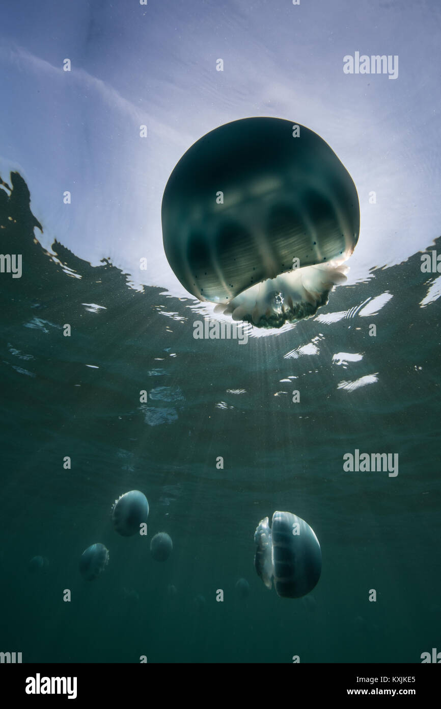 Stomolophus hires stock photography and images Alamy