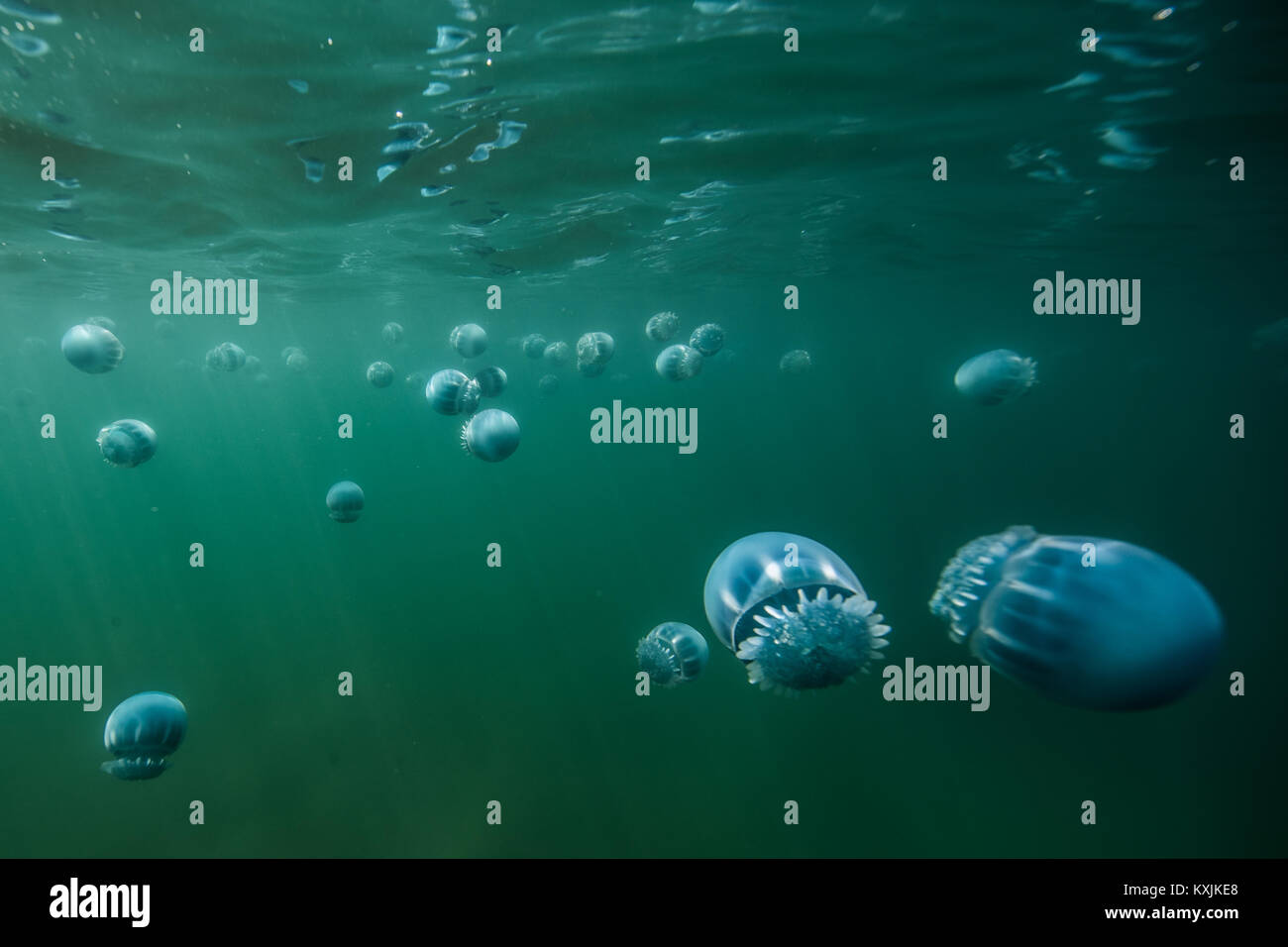 Cannonball jellyfish (Stomolophus meleagris), in ocean, underwater view