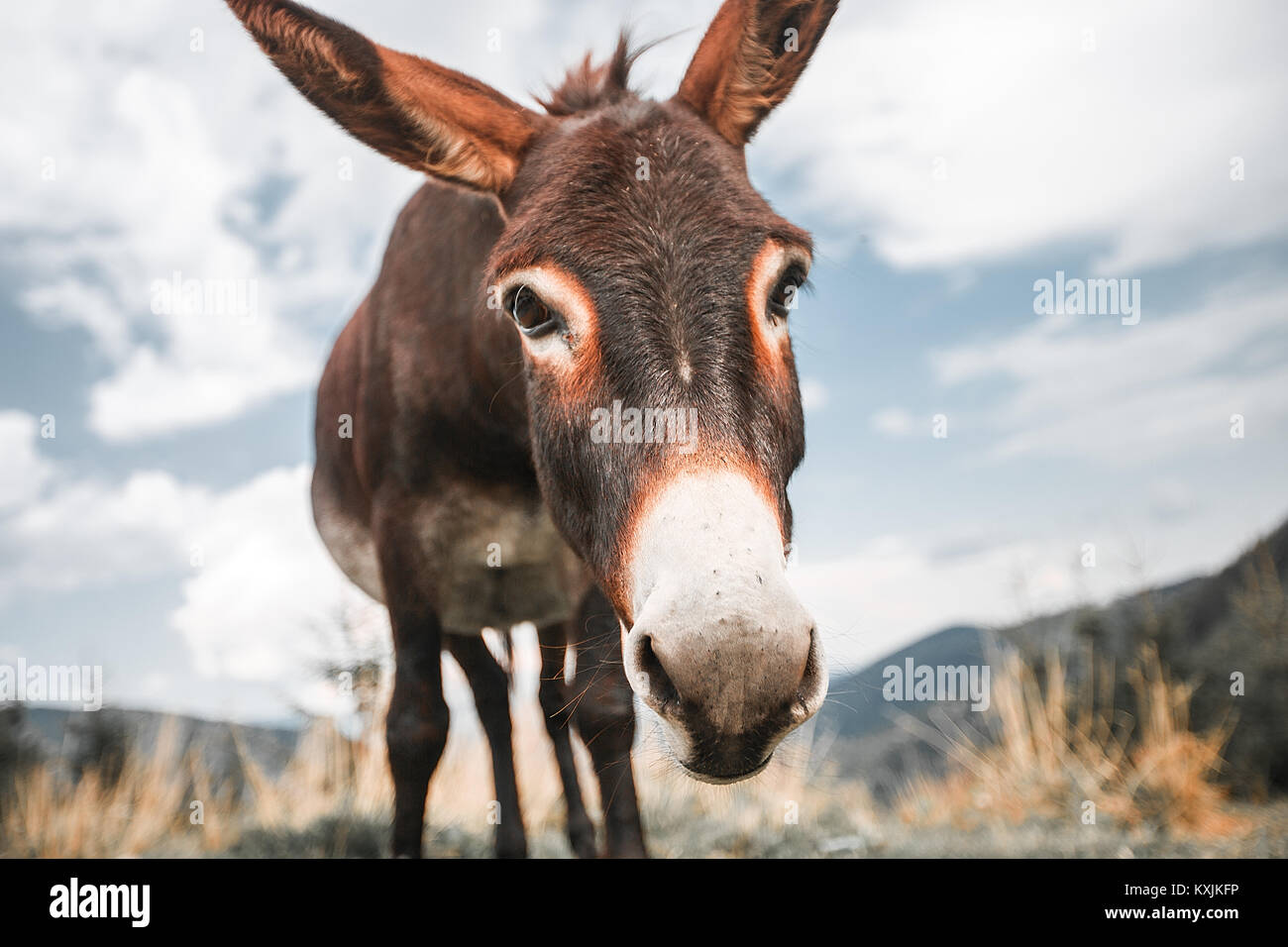 Donkey stand hi-res stock photography and images - Alamy
