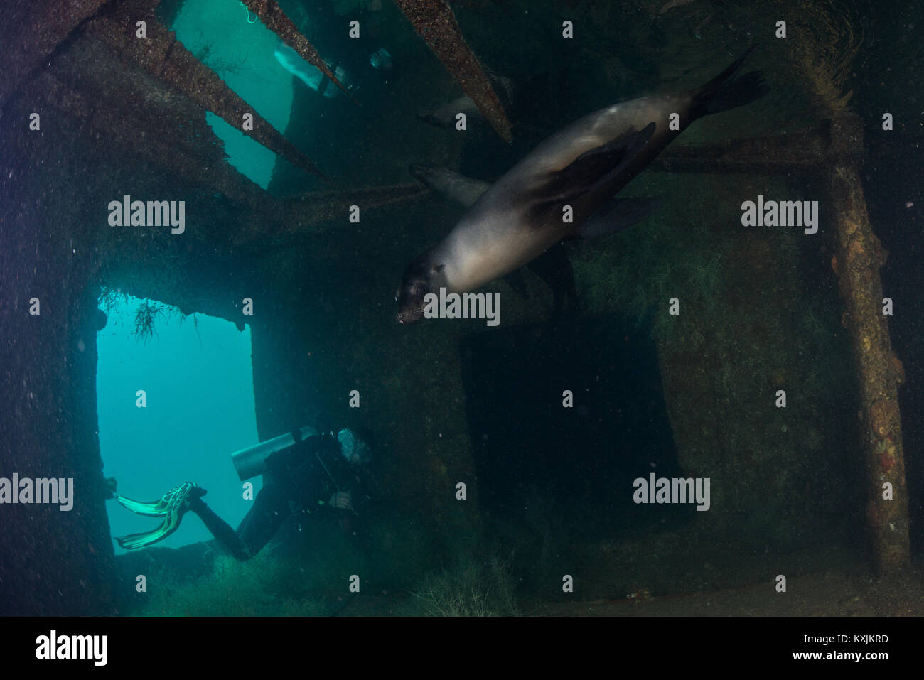 Diver and sea lion at site of sunken ship Fang Ming artificial reef, La Paz, Baja California Sur, Mexico Stock Photo