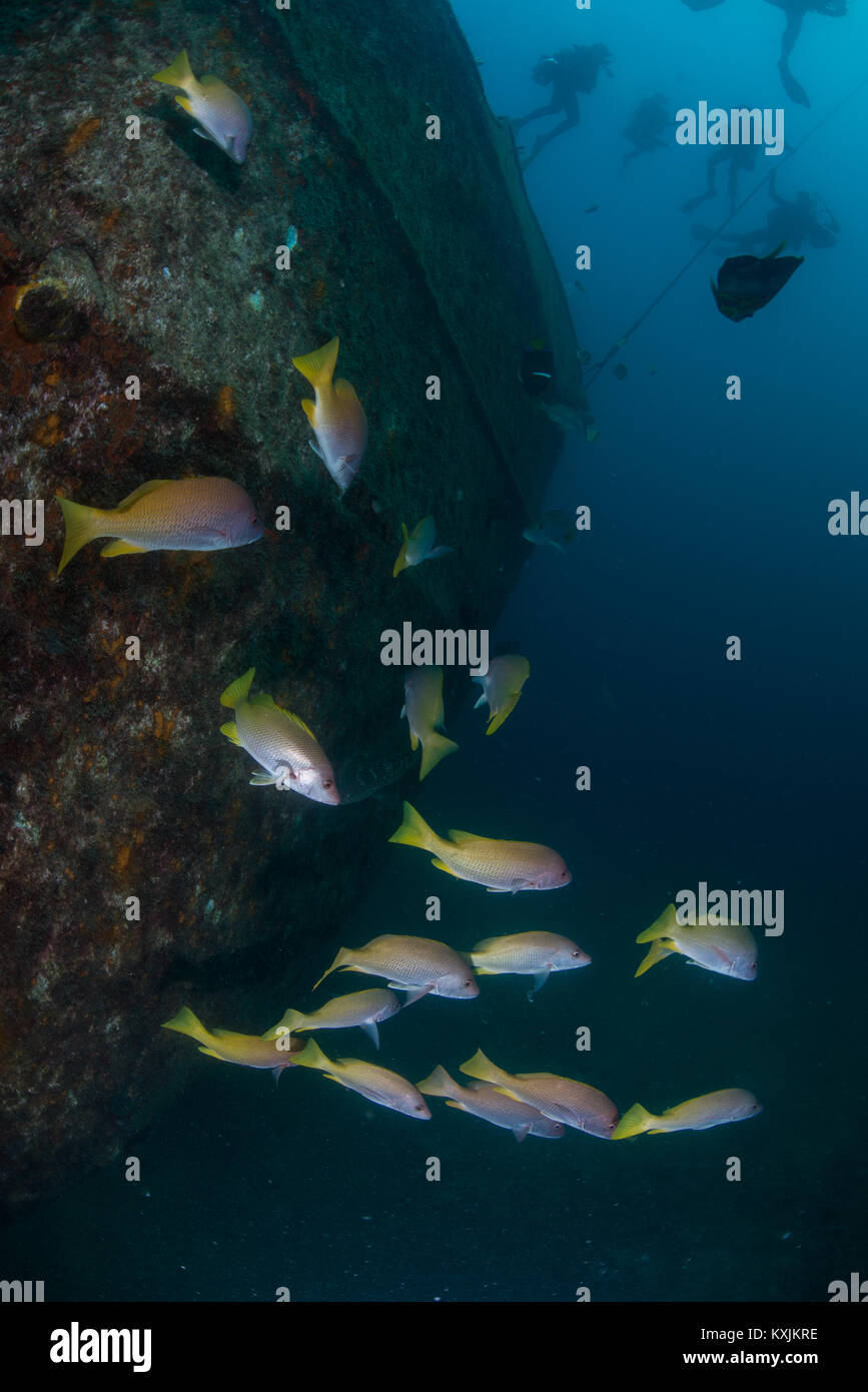 Fish at sunken ship Fang Ming artificial reef, La Paz, Baja California Sur, Mexico Stock Photo