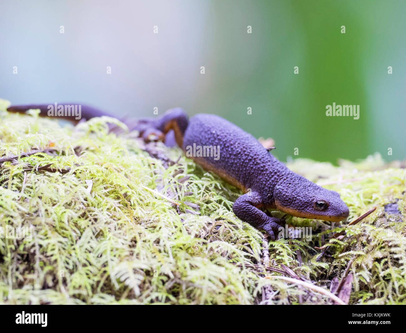 California Newt (taricha torosa) Purisima Creek Redwoods Open Space Preserve, California, United States, North America Stock Photo