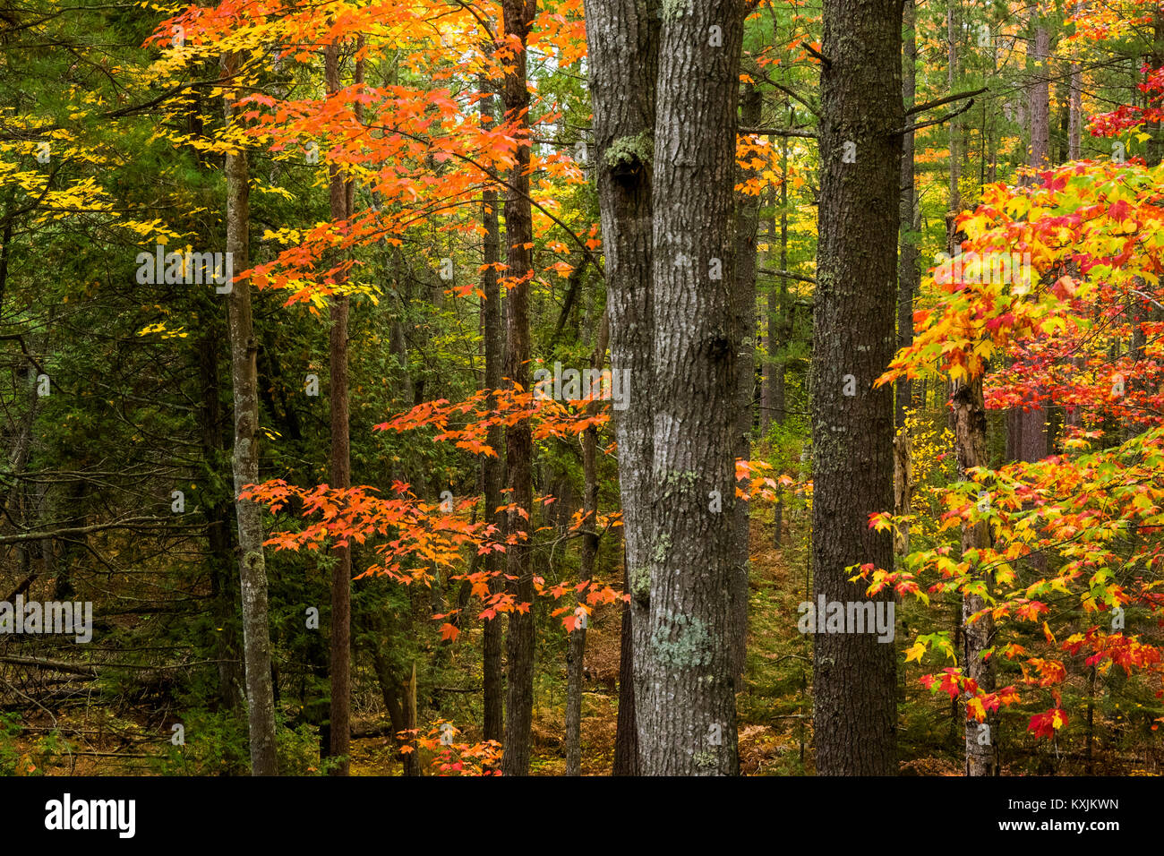 Trees in woodland, Autumn, Harbor Springs, Michigan, United States, North America Stock Photo