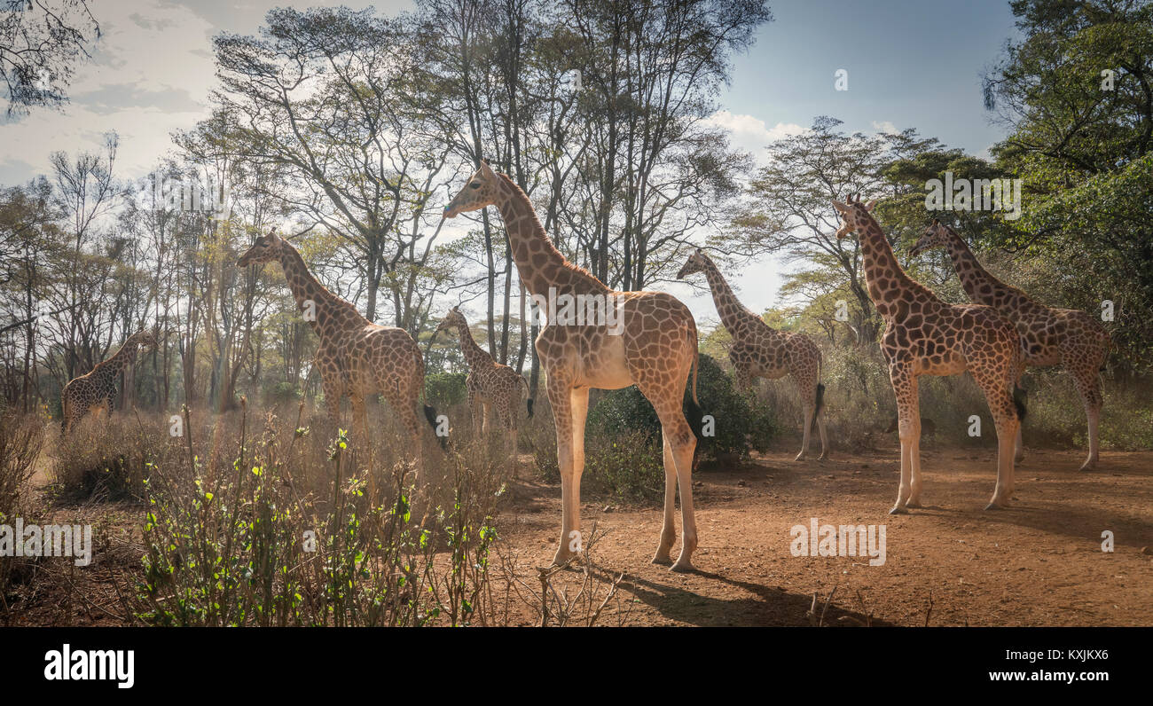 Giraffes in Nairobi National Park, Nairobi, Kenya, Africa Stock Photo