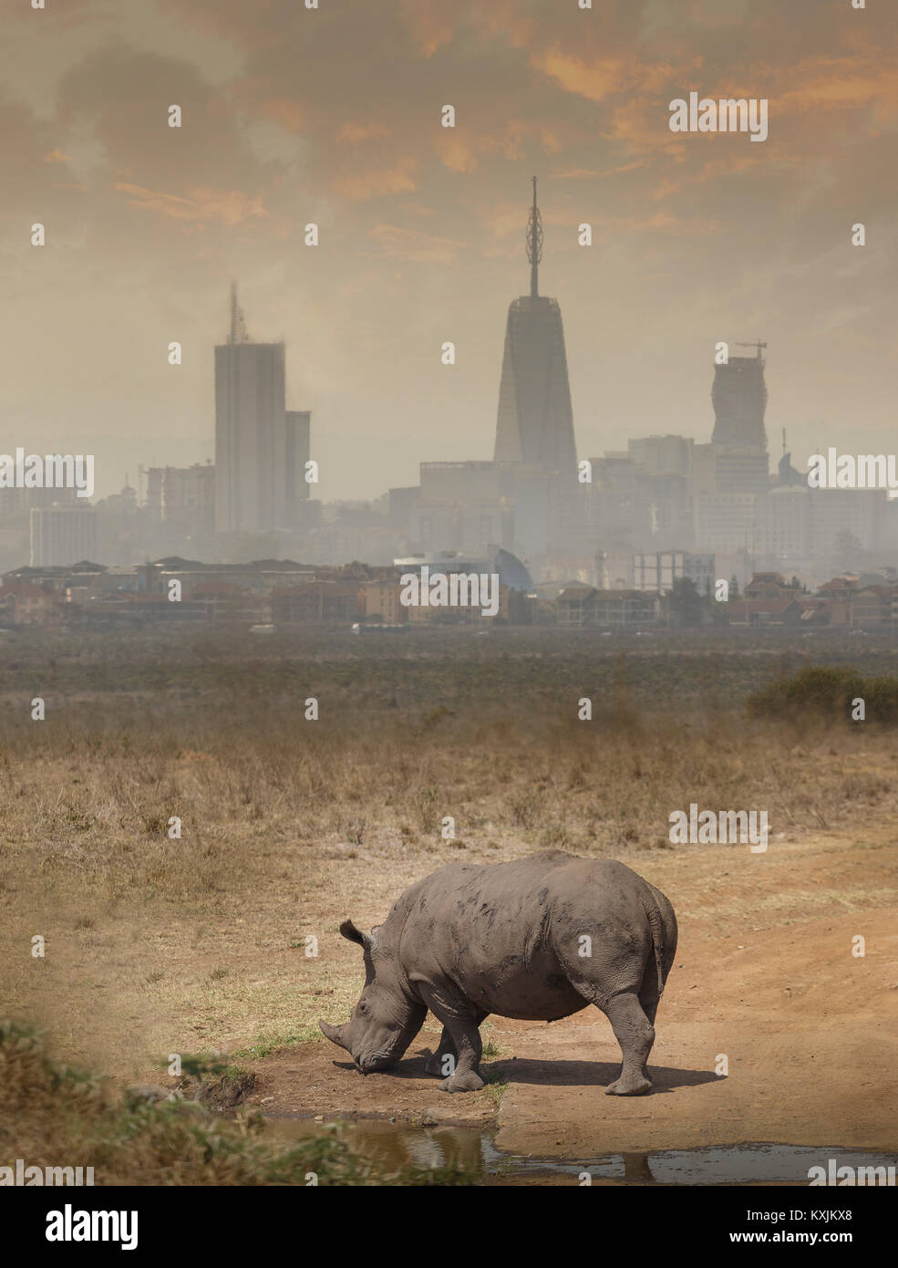 Black rhino grazing, Nairobi National Park, Nairobi, Kenya, Africa
