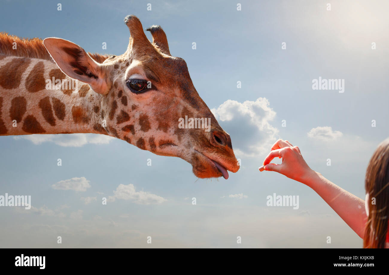 Woman feeding giraffe, Nairobi National Park, Nairobi, Kenya, Africa Stock Photo