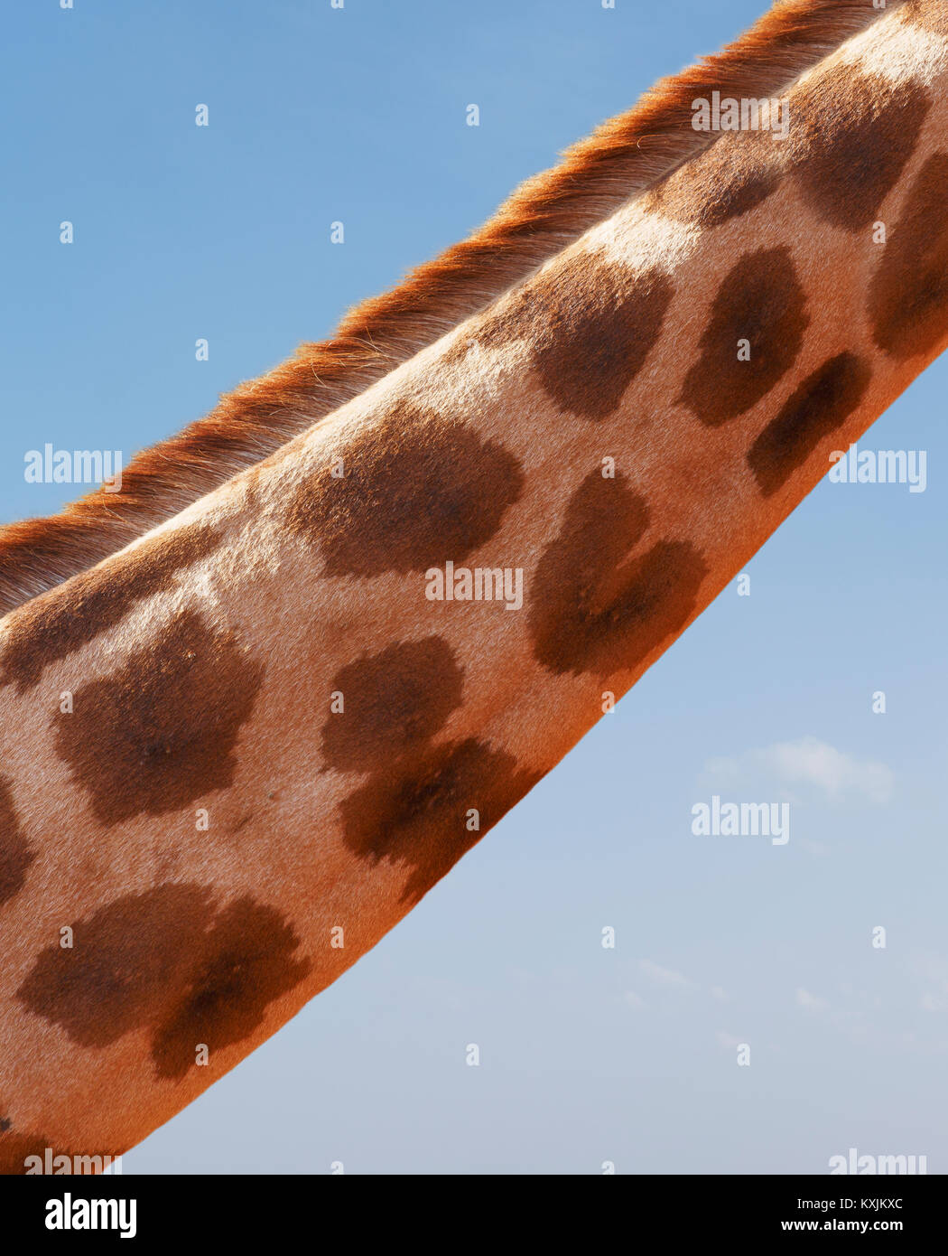 Cropped view of giraffe neck, Nairobi National Park, Nairobi, Kenya, Africa Stock Photo