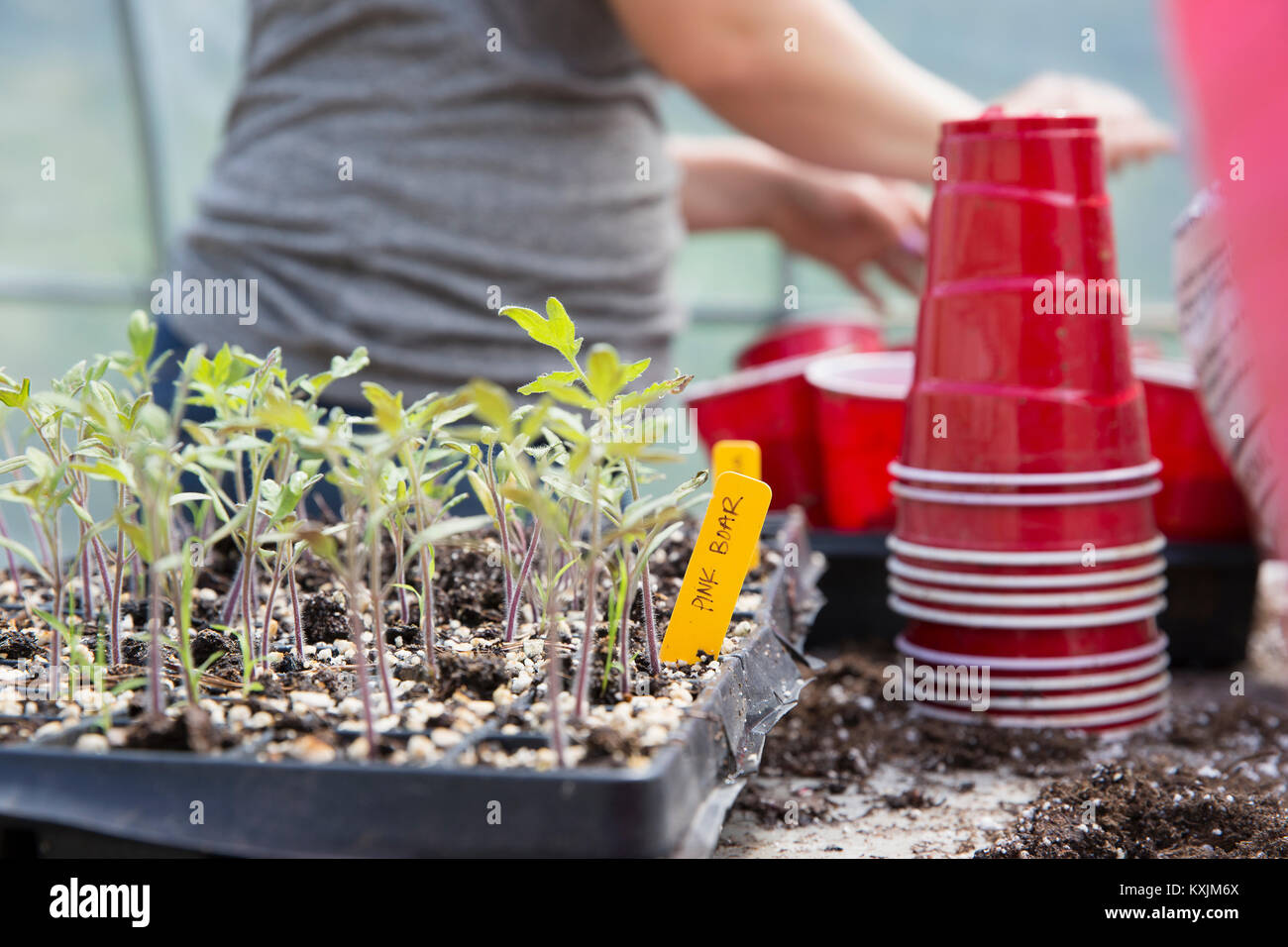 Cropped view of woman planting seedlings in plastic cups Stock Photo