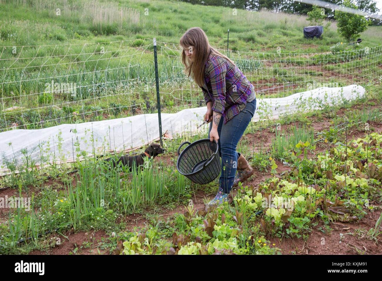 Woman tending to vegetables in vegetable garden Stock Photo