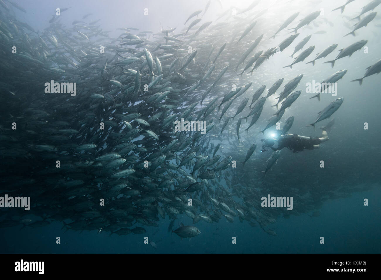 Underwater view of scuba diver diving among shoaling jack fish in blue sea, Baja California, Mexico Stock Photo