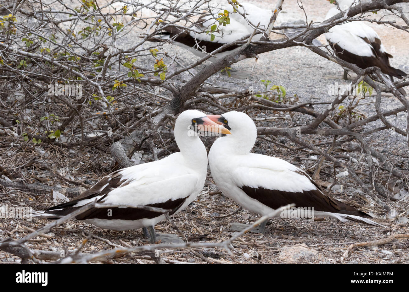 Nazca Booby courting pair - example of animal behaviour,  ( Sula granti ) , Genovesa Island, Galapagos Islands Ecuador South America Stock Photo