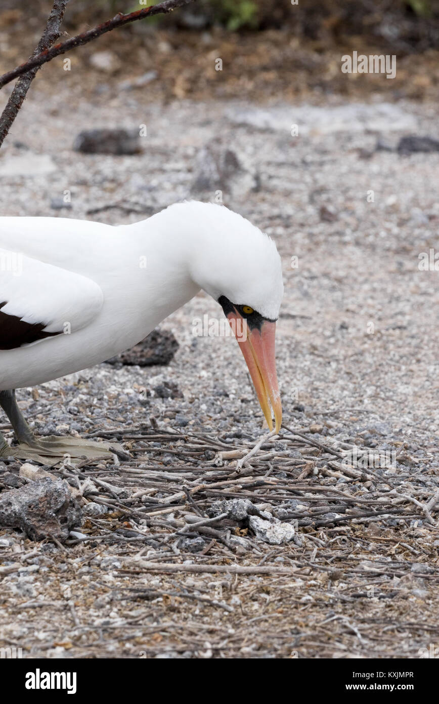 Nazca Booby ( Sula granti ) making a nest , Genovesa Island, Galapagos Islands Ecuador South America Stock Photo